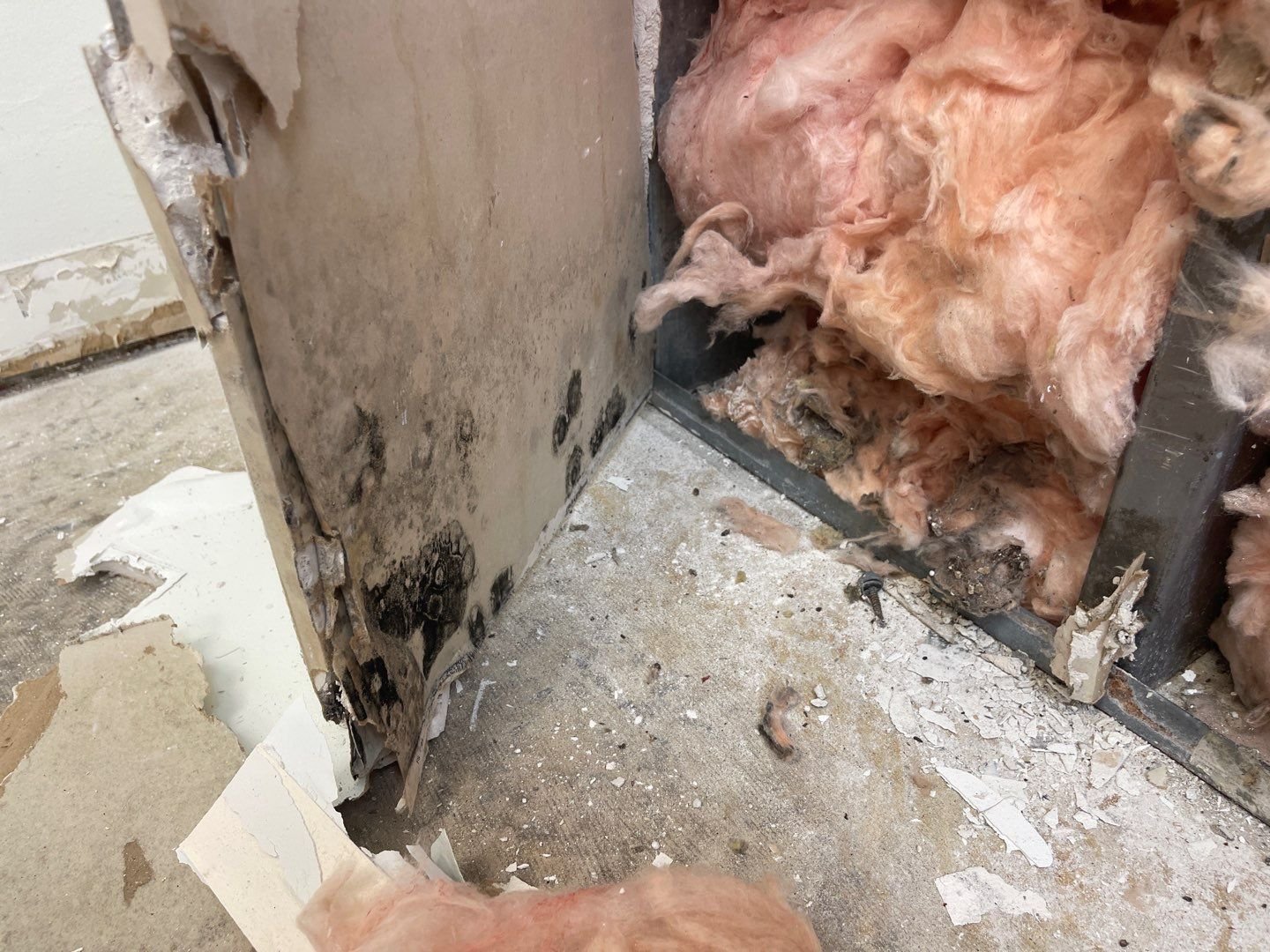 MOLD REMEDIATION(3)