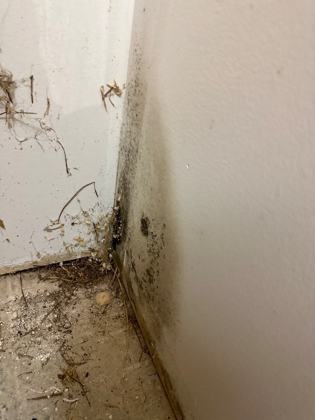 MOLD(2)