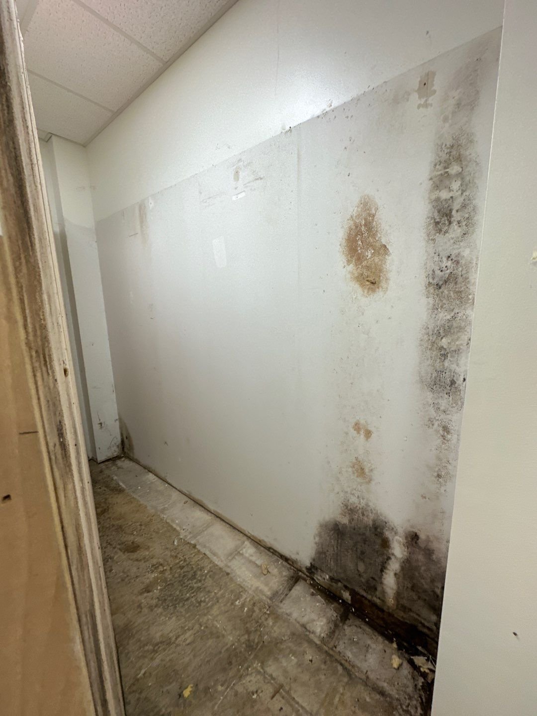 MOLD(4)